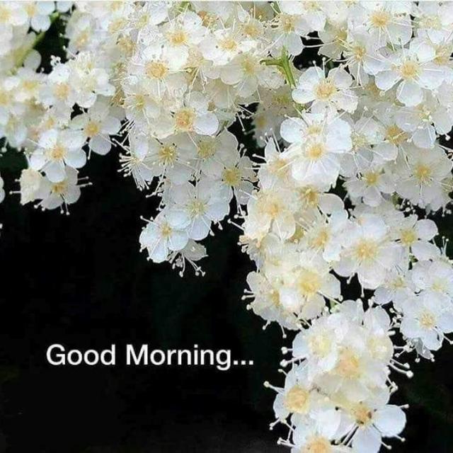 Pic sale by Chandrika Whatsapp group