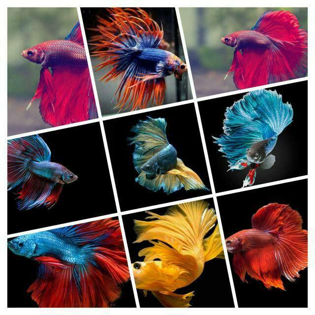 BeTTa LoVeRs