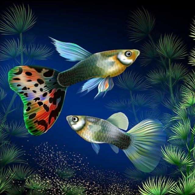 Guppy world?