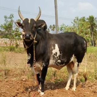 ??சேலம் ஜல்லிக்கட்டு பேரவை