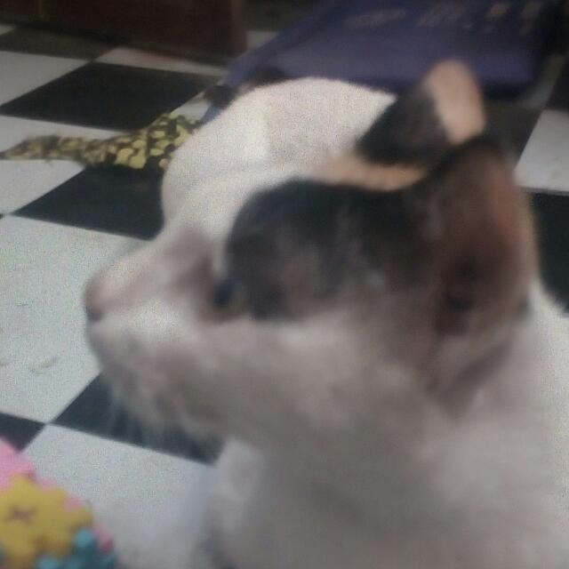 Grup kucing gembil??