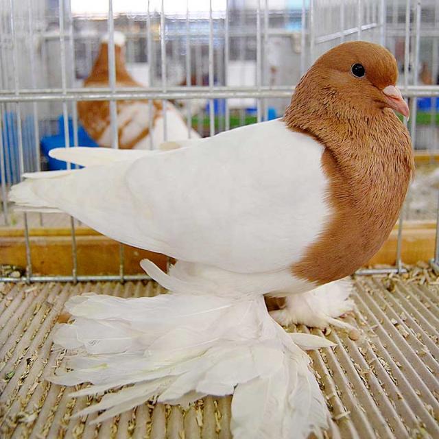 ?️പ്രാവ് ലേലം ?️