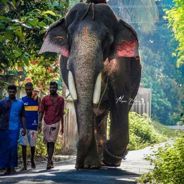 ആന ചന്തം (മുപ്പത്തടം)