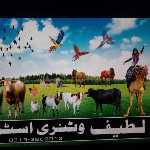Latif Vet Store