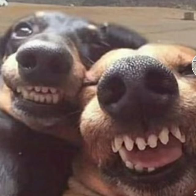 Dogo