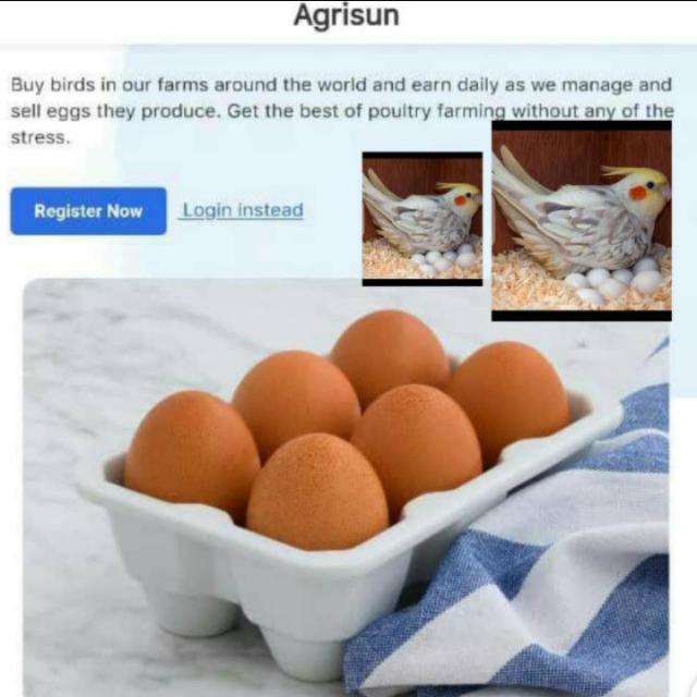 AGRISUN FARM ????️?️