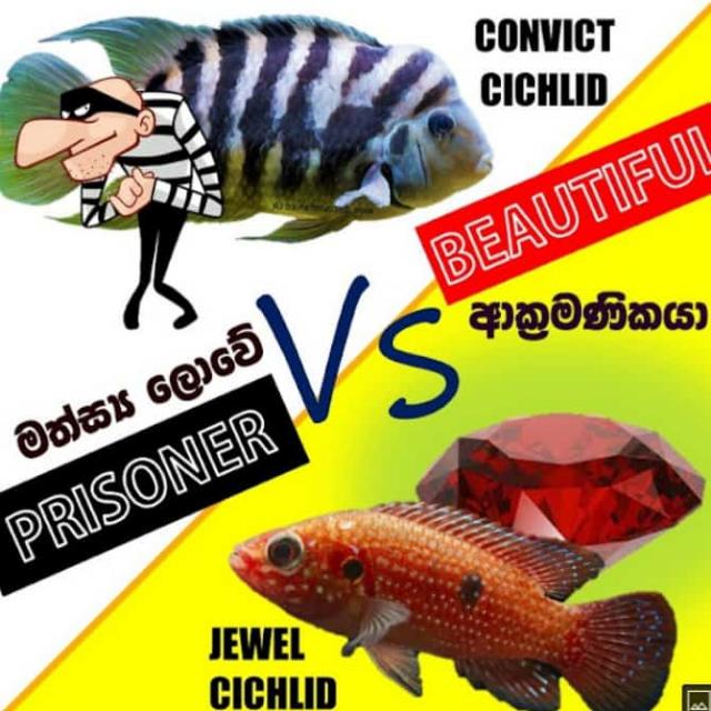 PET LOVERS WITH D. P. V (S) ??