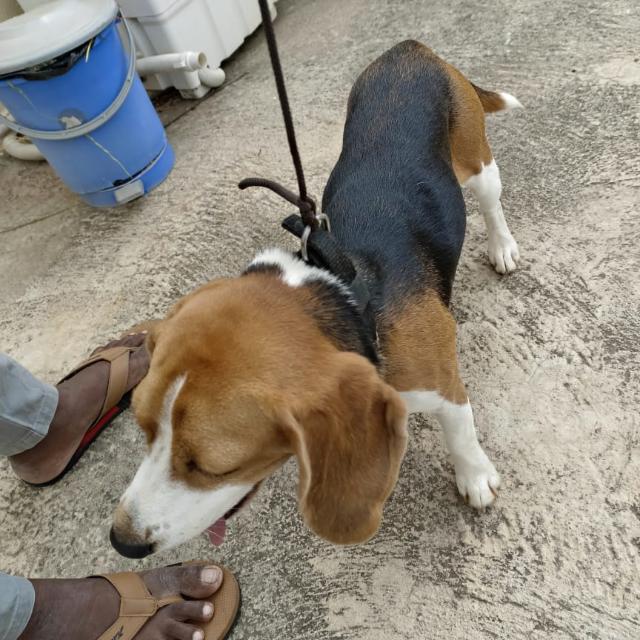 Dog sales Bangalore ??????