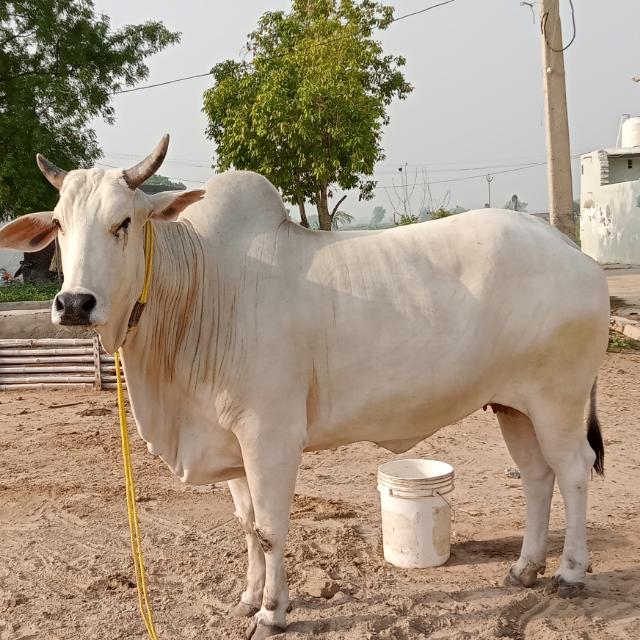 Laxmi Dairy farm house ?