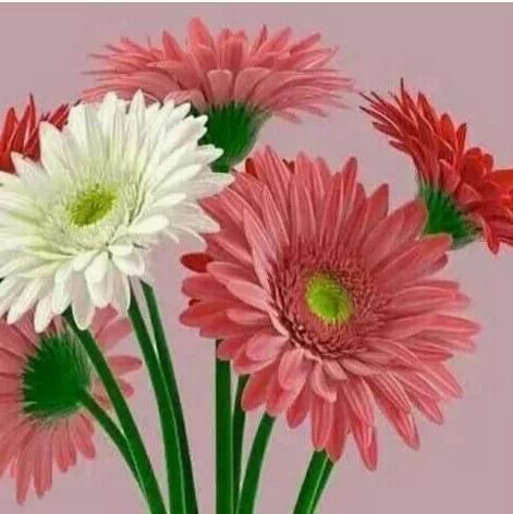 Whatsapp status Views Whatsapp group