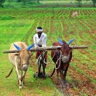 ??शेतकरी संघटना?☘️?