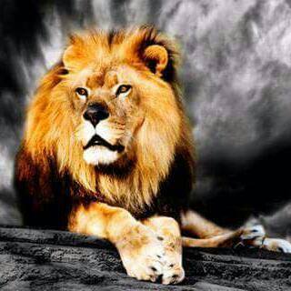 Royal King Whatsapp group