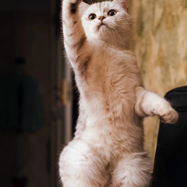 ?~ Kucing geming ~?