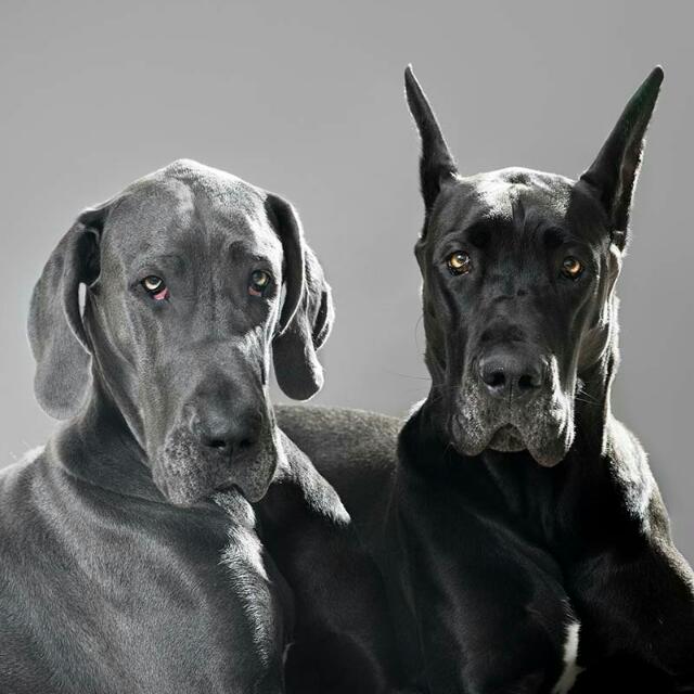 ? dane Dogs Bengluru