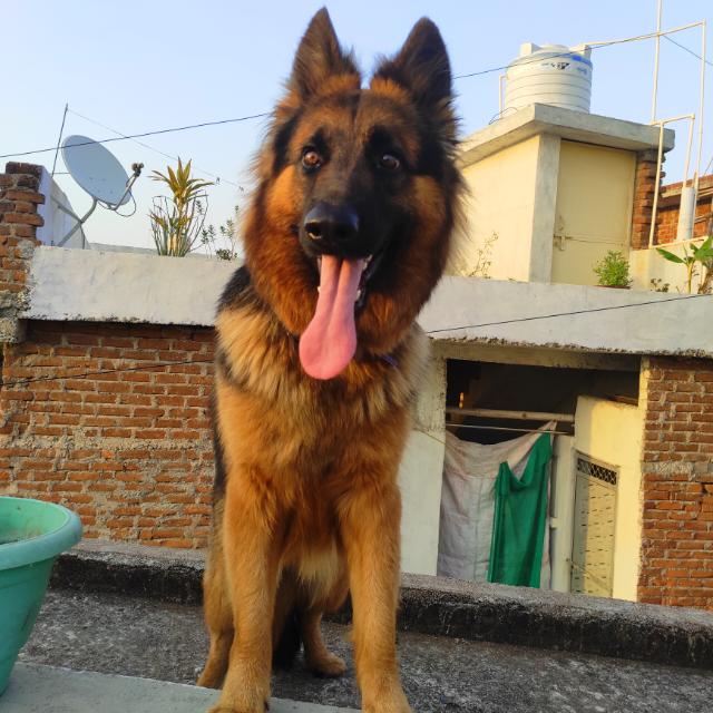 SHADOW DOG KENNEL JHANSI