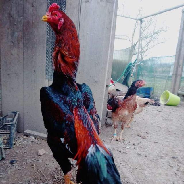 Lahori Aseel shoq