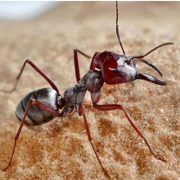 Ant fans army