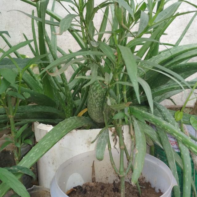 कृषि किसान एग्रोकल्चर???