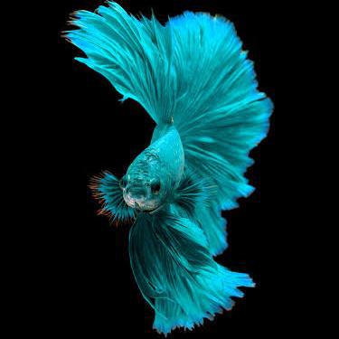 ലേലം Guppy & Bettas3⃣ ??