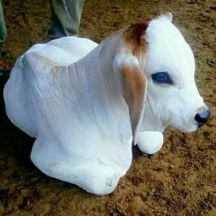 ಕನ್ನಡ ಹುಡುಗರ ಮಧುರ ಮಾತು