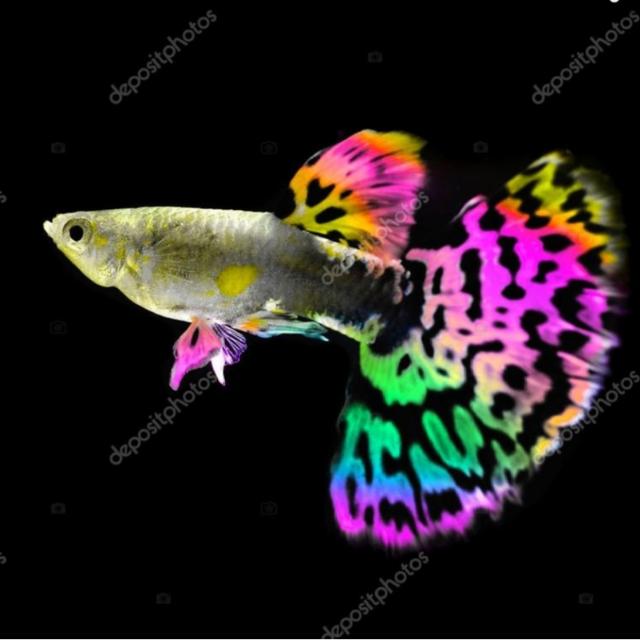 onlinefish Whatsapp group