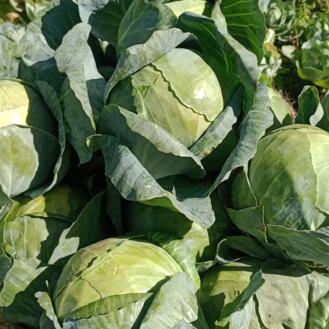 Online sell fresh vegetables Whatsapp group