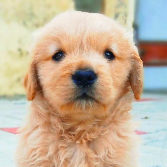 Dog lover ?