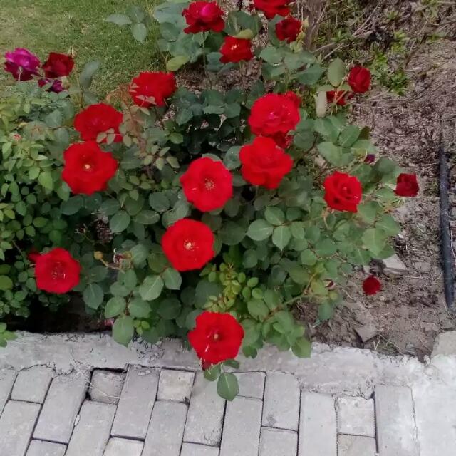 ???Masroof log???