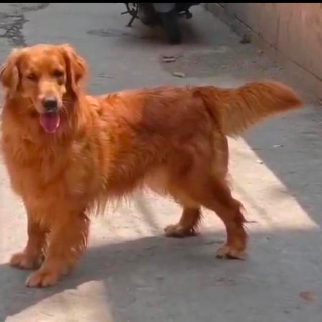 Hyderabad Telangana pets ?‍?