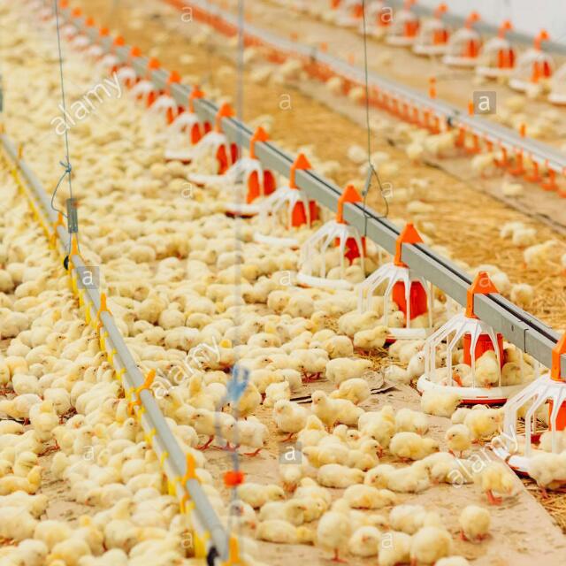 Al-N●●R Poultry FaRm