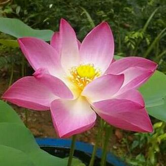 නිදහස