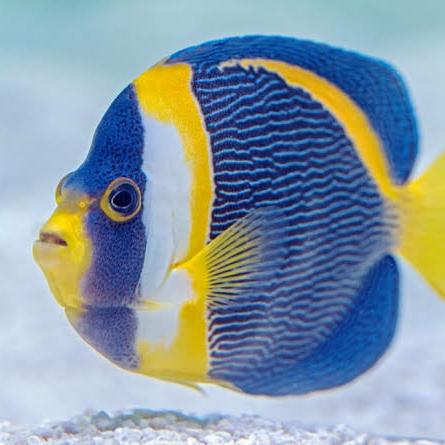 aqua life