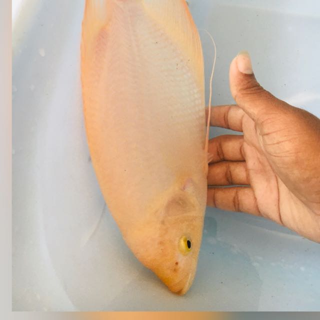 මාලූ වෙලදසැල