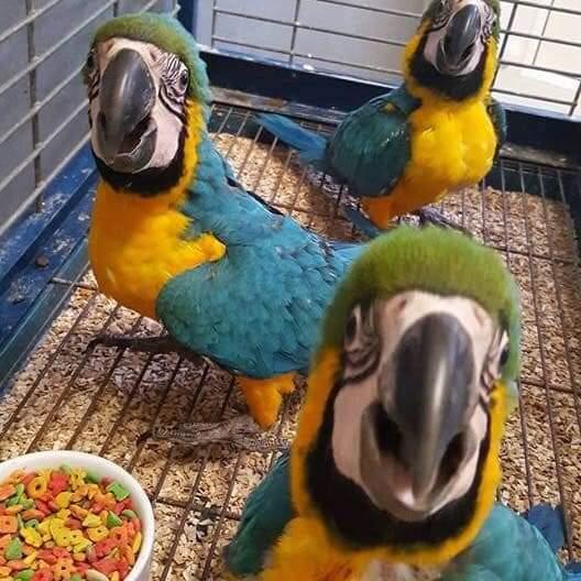 ?PARROT SELLAR ?