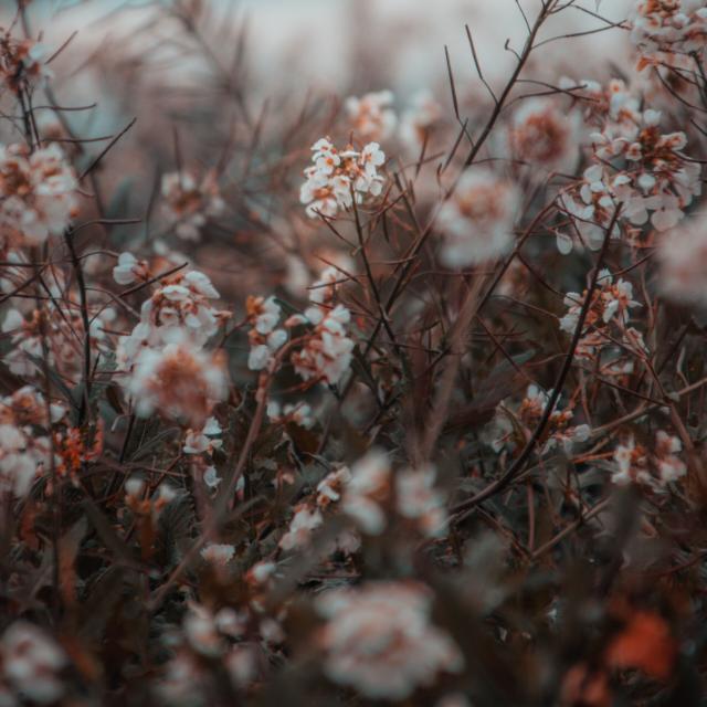 ಸಕ್ಕರೆ ನಾಡು ಮಂಡ್ಯ