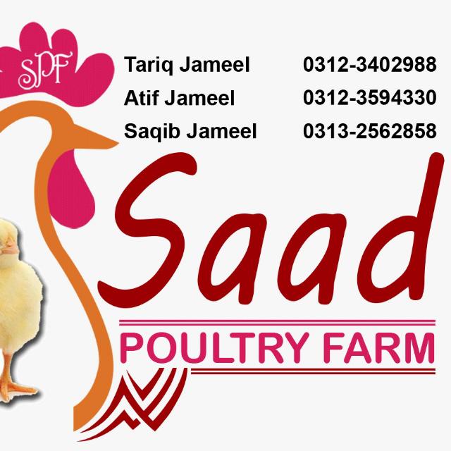 S P F Point 1 Whatsapp group