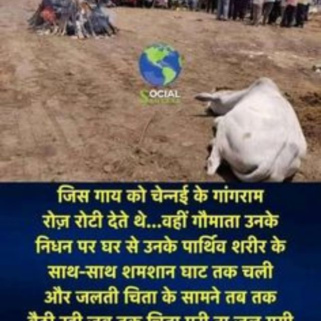 ?? गौ रक्षक भाटी नेत्तङा ??