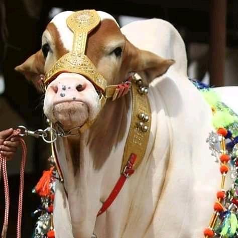 عید ایثار??‍♀?????