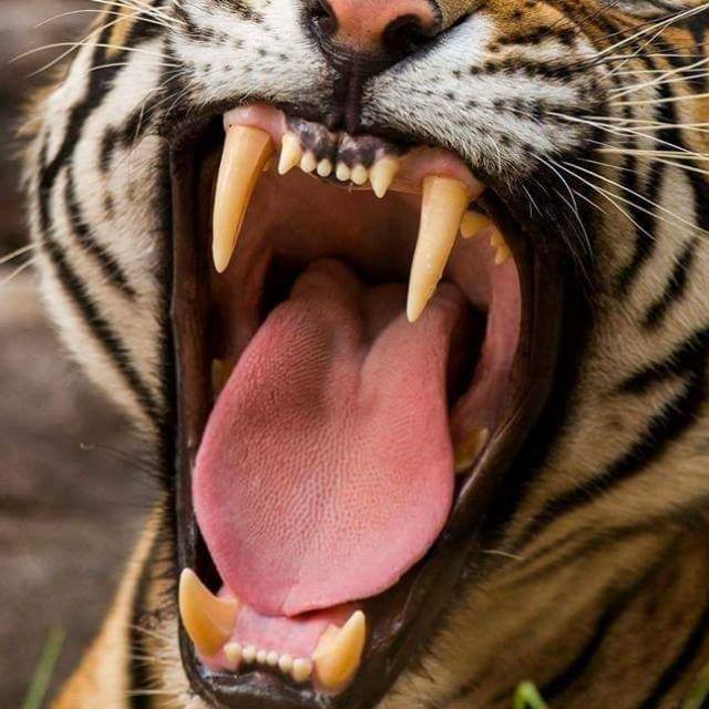 DONT ANGRY ME Whatsapp group