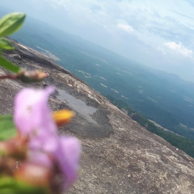 ?ගමේ කල්ලිය?