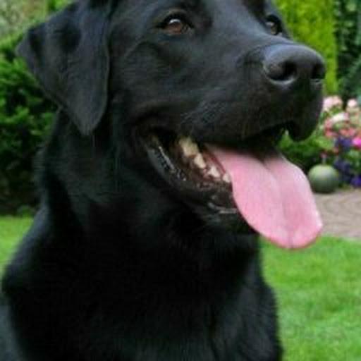 BlackDog