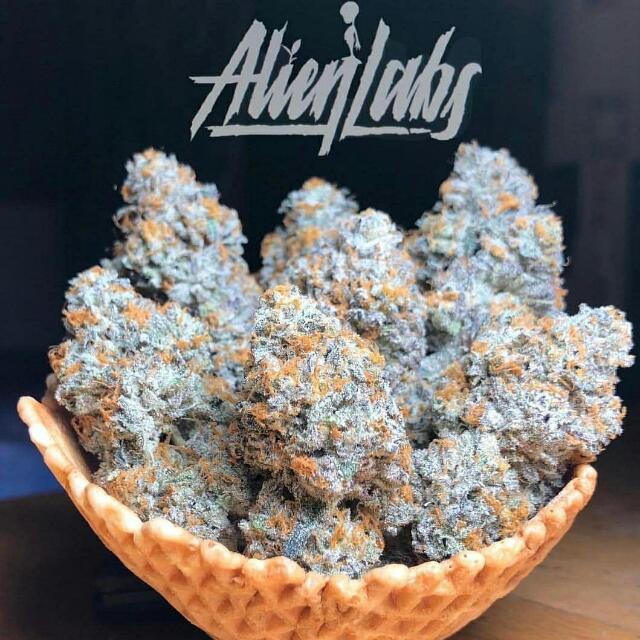 The Cannabis House