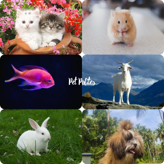 Pet Polites??????PetLover