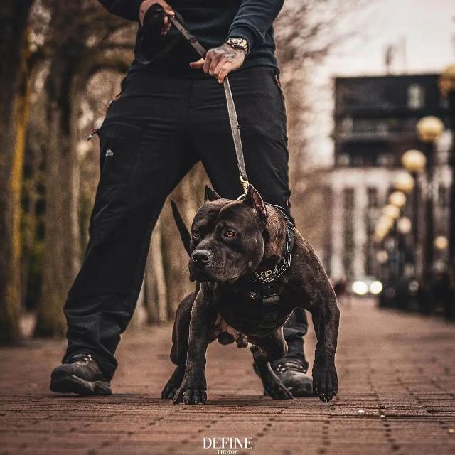 Dog sale and purchase up