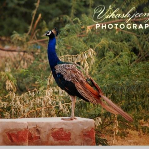 PHOTOGRAPHER'S SOCIETY ?♥