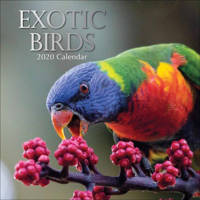 BBSR bird sell & purchase