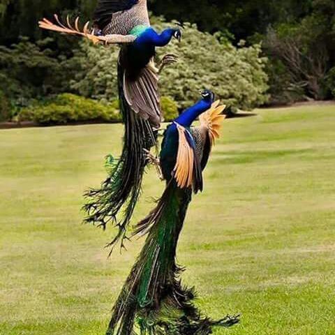 ????අතල් සෙට් 1 ????