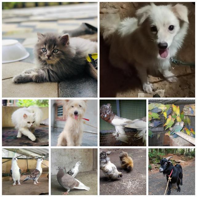 KOTTAYAM PETS SALES?