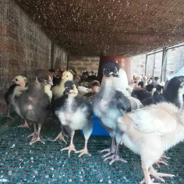 ?POULTRY FARM CONSULTANCY?