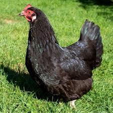 pure australorp hens??